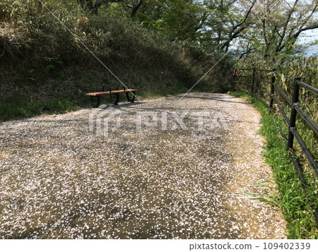 A bench in the park with falling cherry blossoms 109402339
