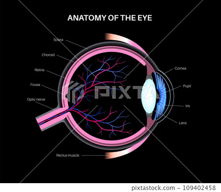 Eye anatomy poster Eye anatomy poster 109402458