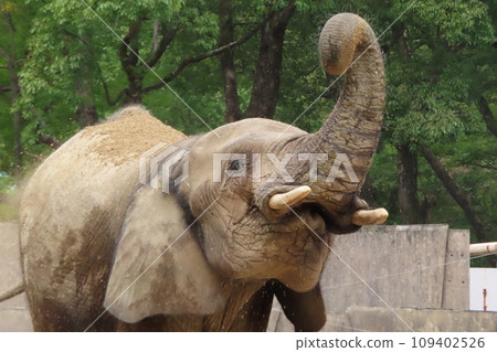 馬爾米大象 109402526