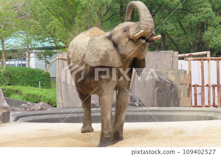 馬爾米大象 109402527