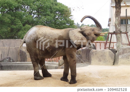 馬爾米大象 109402528