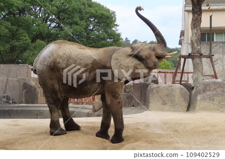 Marmi Elephant 109402529