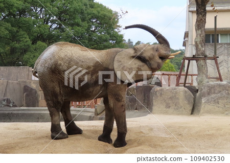 Marmi Elephant Marmi Elephant 109402530