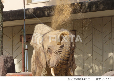 馬爾米大象 109402532