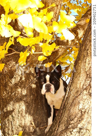 波士頓梗犬 Mighty 從裝飾毛山町的銀杏樹頂上看起來很可愛♡ 109402751