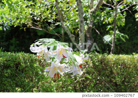 山村花 山村花 109402767