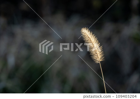 冬季風景:狐尾草(貓草)的早晨 冬季風景:狐尾草(貓草)的早晨 109403204