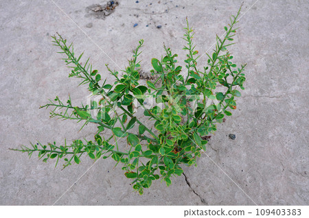 絲路,中國西部,敦煌,八角子,駱駝刺,駱駝刺 109403383