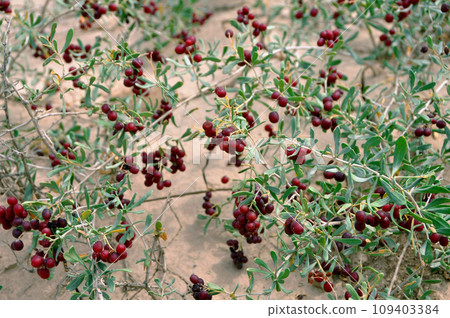 絲路,中國西部,陝西省,敦煌,沙棗,柳甲蟲 109403384