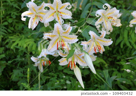 Yamamura flower 109403432