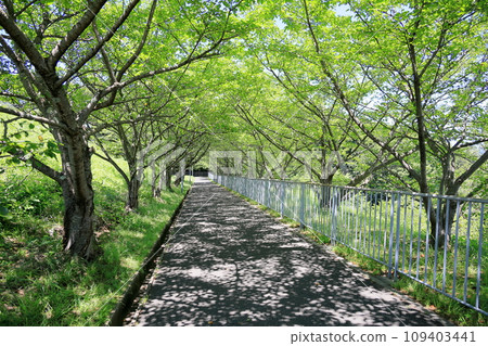 學校路線兩旁種滿了綠色的櫻花樹 109403441
