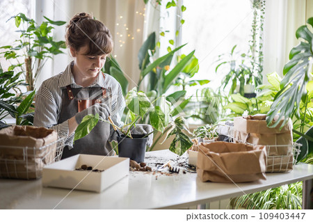 Woman gardener hands transplant variegated monstera scattered soil ground garden tools table closeup 109403447