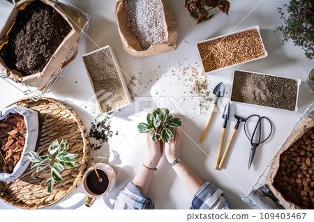 Female gardener hands holding small pot with variegated monstera garden equipment on table closeup 109403467