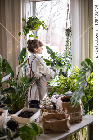 Woman gardener placing plastic pot with variegated monstera on windowsill at home garden interior 109403474