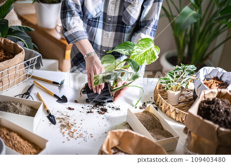 Woman gardener hands transplant variegated monstera scattered soil ground garden tools table closeup 109403480