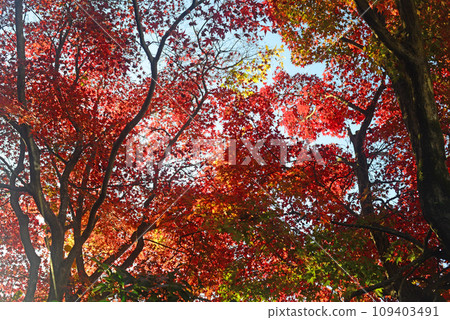 Maple leaves dyed red in the grounds of Minoh Saikoji Temple -1 109403491