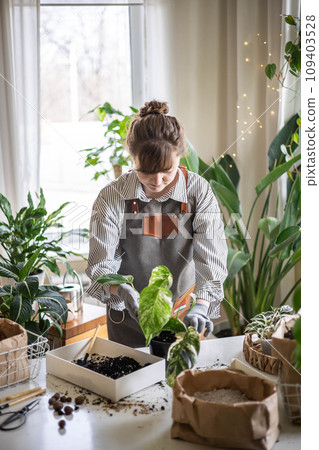 Woman gardener hands transplant variegated monstera scattered soil ground garden tools table closeup 109403528