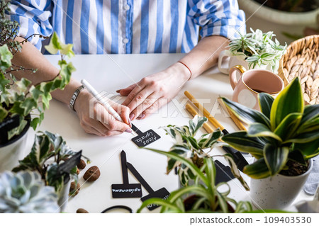 Domestic woman variegated monstera growing care writing sign plate names transplant seedlings 109403530