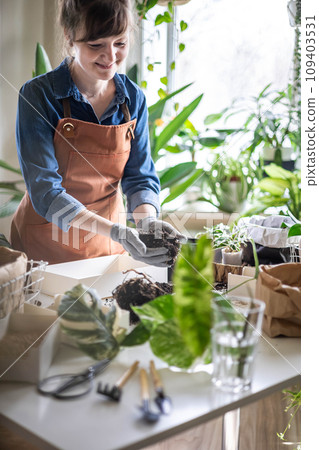 Woman transplant variegated monstera at home garden use drainage granule soil ground on table 109403531