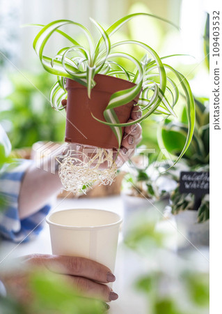 Female hands transplant variegated monstera with root putting into plastic pot on table closeup 109403532