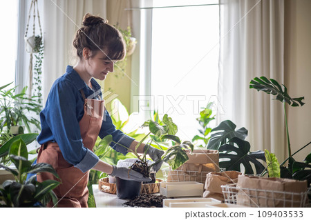 Woman transplant variegated monstera at home garden use drainage granule soil ground on table 109403533