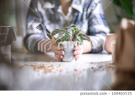 Female gardener hands holding small potted plant variegated monstera succulent leaves table closeup 109403535