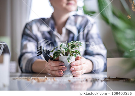 Female gardener hands holding small potted plant variegated monstera succulent leaves table closeup Female gardener hands holding small potted plant variegated monstera succulent leaves table closeup 109403536