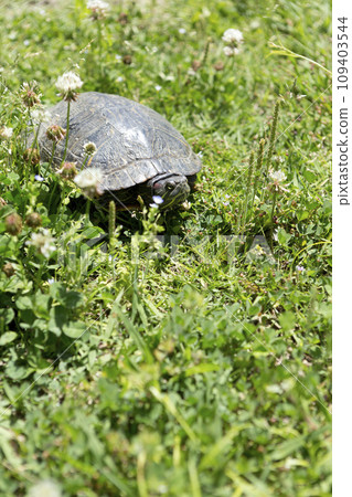 烏龜散步 烏龜散步 109403544