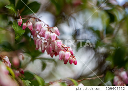 粉紅色的百合花已經綻放 109403632