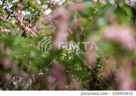粉紅色的百合花已經綻放 粉紅色的百合花已經綻放 109403633