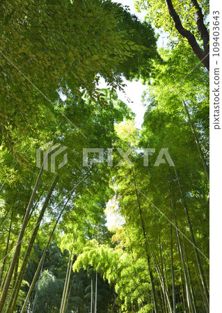 Bamboo Forest Green Trust Conservation Area Ina Town, Saitama Prefecture Bamboo Forest Green Trust Conservation Area Ina Town, Saitama Prefecture 109403643