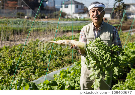 Men harvesting vegetables 109403677