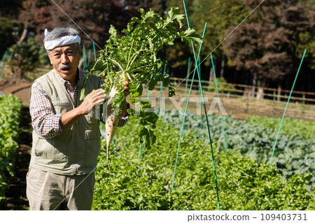 Men harvesting vegetables Men harvesting vegetables 109403731