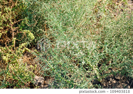 Silk Road Turkmenistan Camelthorn Camelsaw from Margush Ruins Silk Road Turkmenistan Camelthorn Camelsaw from Margush Ruins 109403818