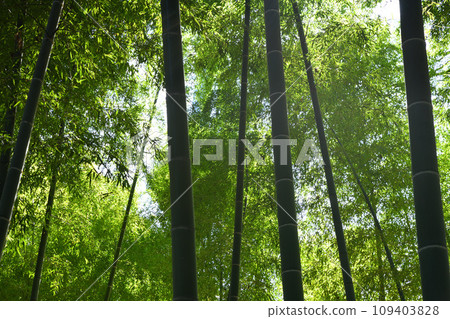 埼玉縣伊那町竹林綠色信託保護區 埼玉縣伊那町竹林綠色信託保護區 109403828