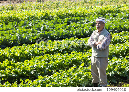 Men harvesting vegetables 109404018