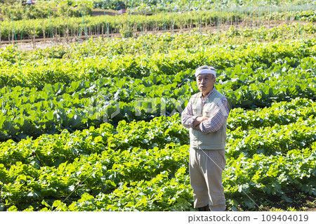 Men harvesting vegetables Men harvesting vegetables 109404019