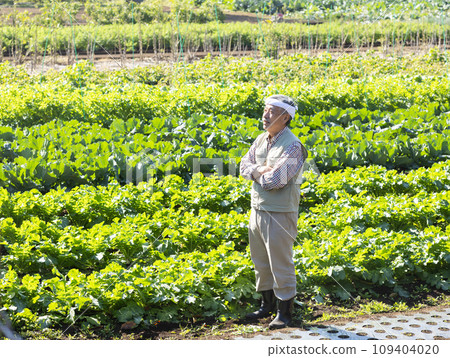 Men harvesting vegetables 109404020