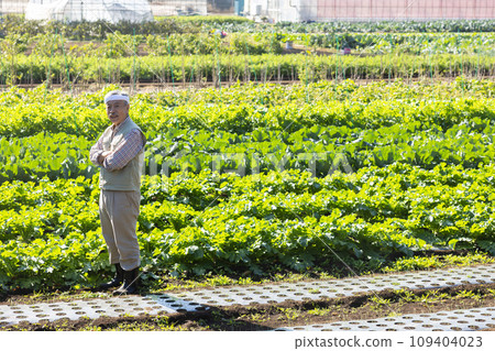 Men harvesting vegetables Men harvesting vegetables 109404023