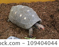 turtle  109404044