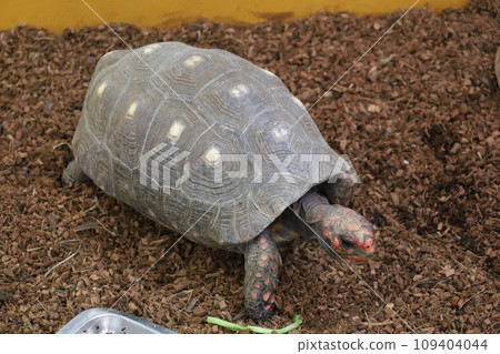 turtle turtle 109404044