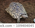 turtle  109404045