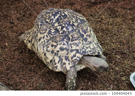 turtle turtle 109404045