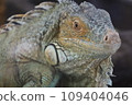 iguana 109404046