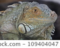 iguana staring 109404047