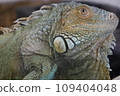 beautiful iguana 109404048
