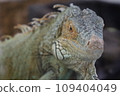 Iguana looking at me 109404049
