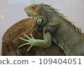 Iguana climbing on a branch 109404051