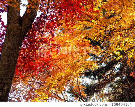 Jigenji Temple in autumn leaves, Miki City, Hyogo Prefecture 109404194