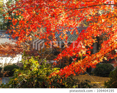 兵庫縣三木市，秋葉的慈源寺 109404195